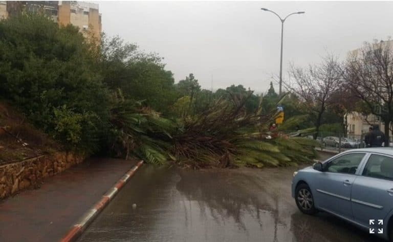 כל הסרטונים: עץ קרס בכרמיאל, שלולית ענק בטירת כרמל ומפולת סלעים בגליל