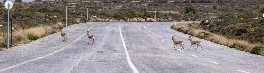 תיעוד יוצא דופן: כך מתמודדים הצבאים הירושלים עם הגשם