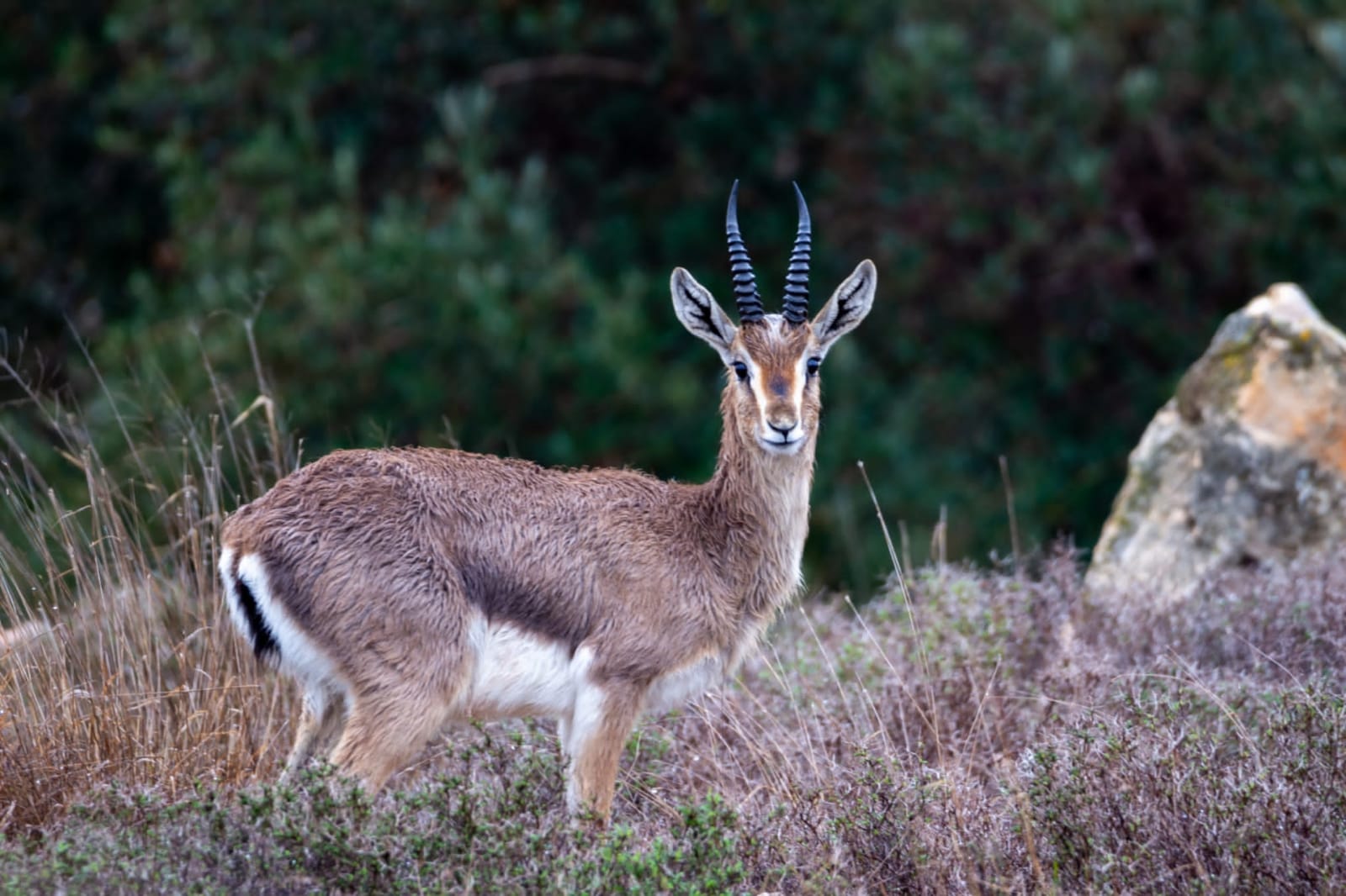 כך מתמודדים הצבאים בגשם | צילום: עמיר בלבן, החברה להגנת הטבע