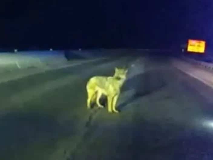 האישה עם השם הארוך בעולם קיבלה תעודה באורך 2 מטר • חדשות מהעולם