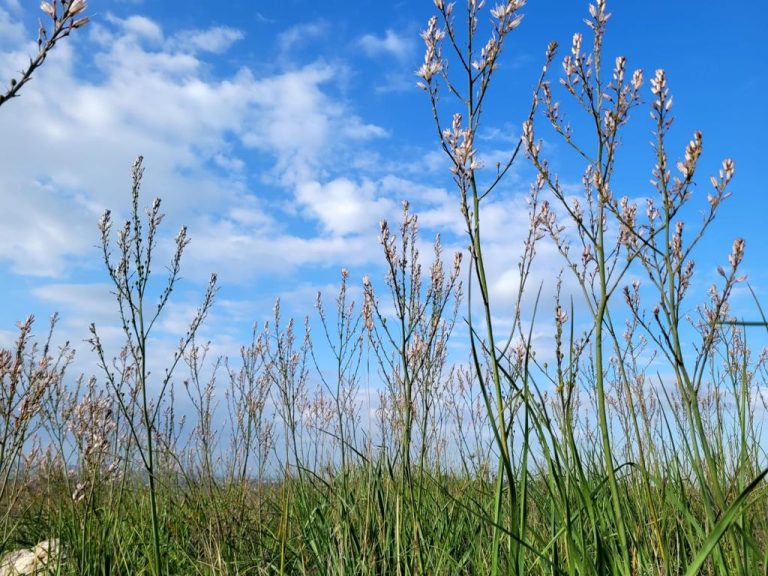 מזג אוויר/ פריחה
