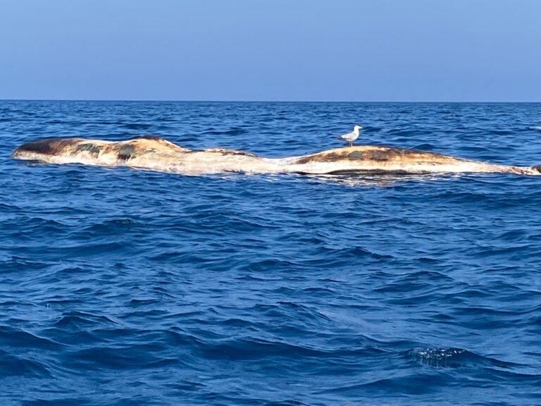 גופת לווייתן ענק נסחפה לחופי תל אביב