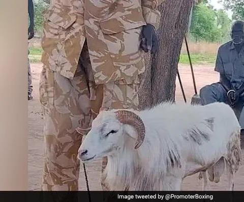 כבש נידון לשלוש שנות מאסר: החדשות מהעולם