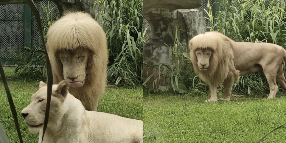 גן החיות מכחיש שהאריה הסתפר, מה האמת?