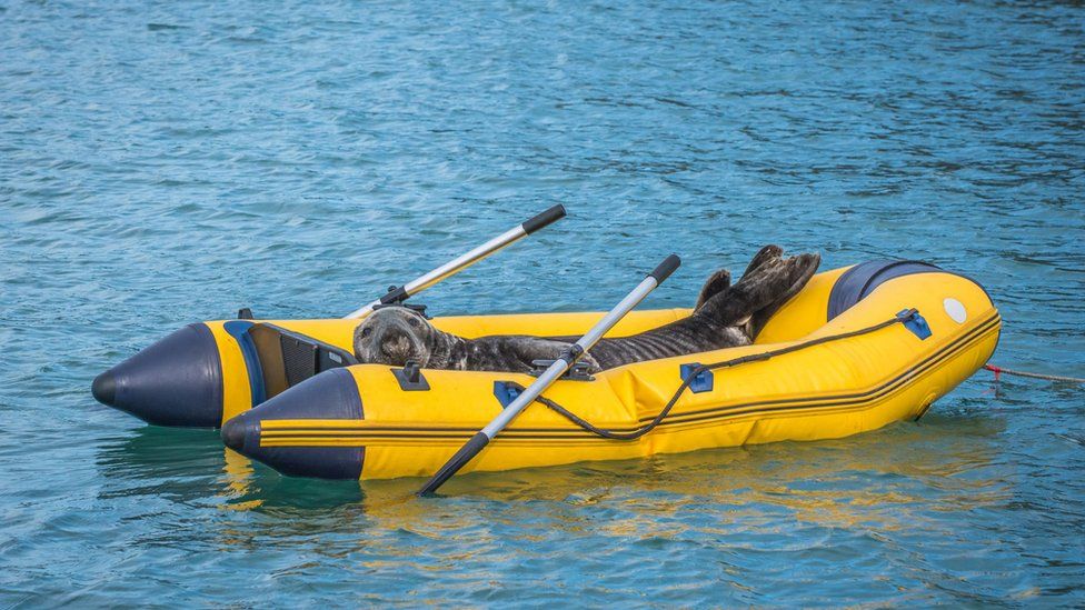 יצור מוזר בגן חיות, ובאיזו מדינה תשלמו על גיהוק? • חדשות מהעולם