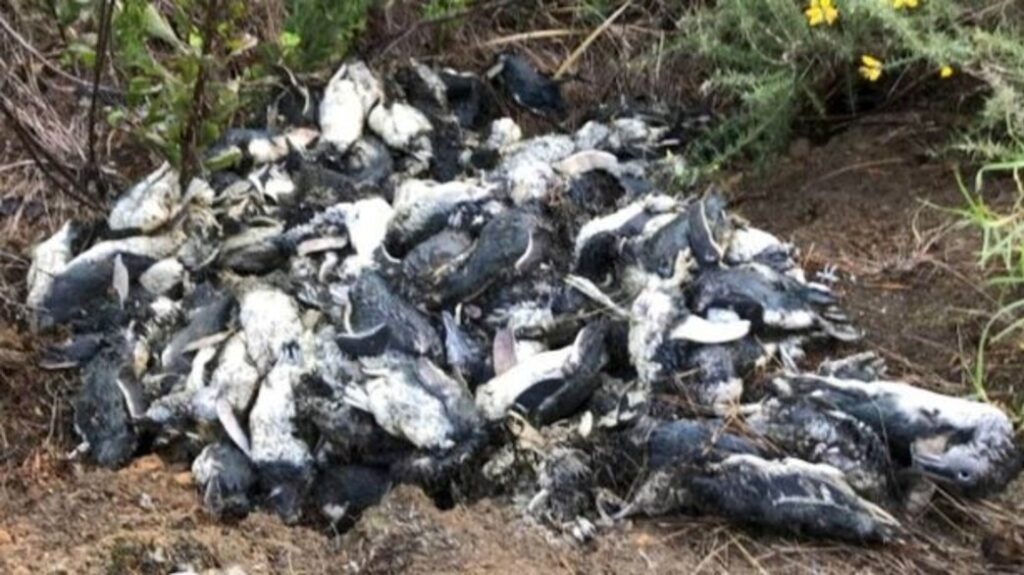 אסיר עולם ששוחרר בטעות, האם פיל הוא אדם? • חדשות מהעולם