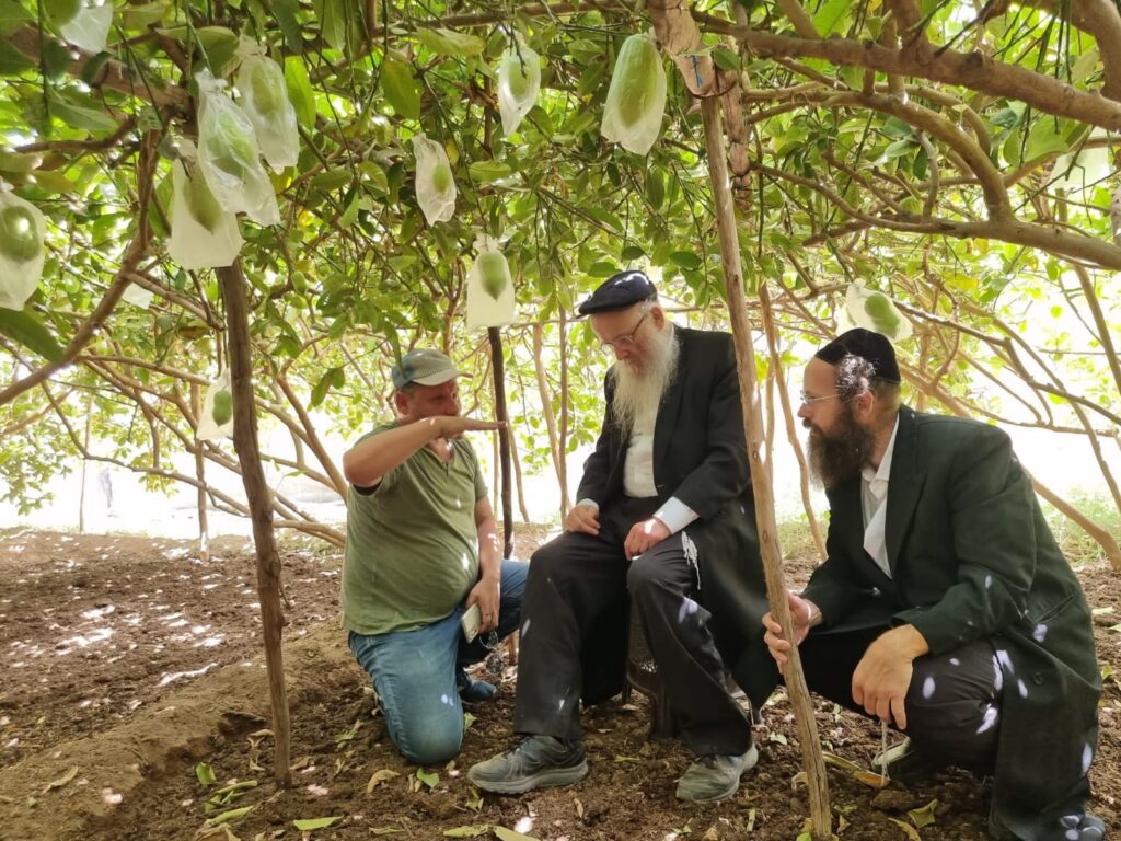 סוכות תשפ"ג: הגר"י אפרתי בפרדסי האתרוגים במרוקו