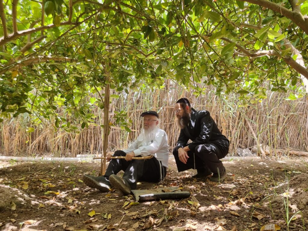 סוכות תשפ"ג: הגר"י אפרתי בפרדסי האתרוגים במרוקו