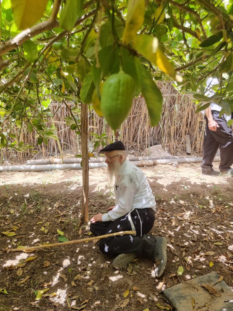 סוכות תשפ"ג: הגר"י אפרתי בפרדסי האתרוגים במרוקו