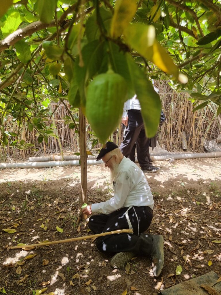 סוכות תשפ"ג: הגר"י אפרתי בפרדסי האתרוגים במרוקו