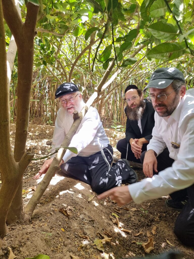 סוכות תשפ"ג: הגר"י אפרתי בפרדסי האתרוגים במרוקו