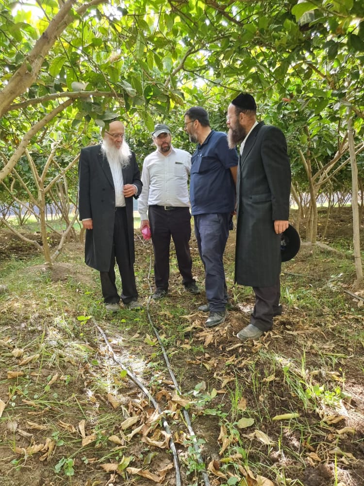 סוכות תשפ"ג: הגר"י אפרתי בפרדסי האתרוגים במרוקו