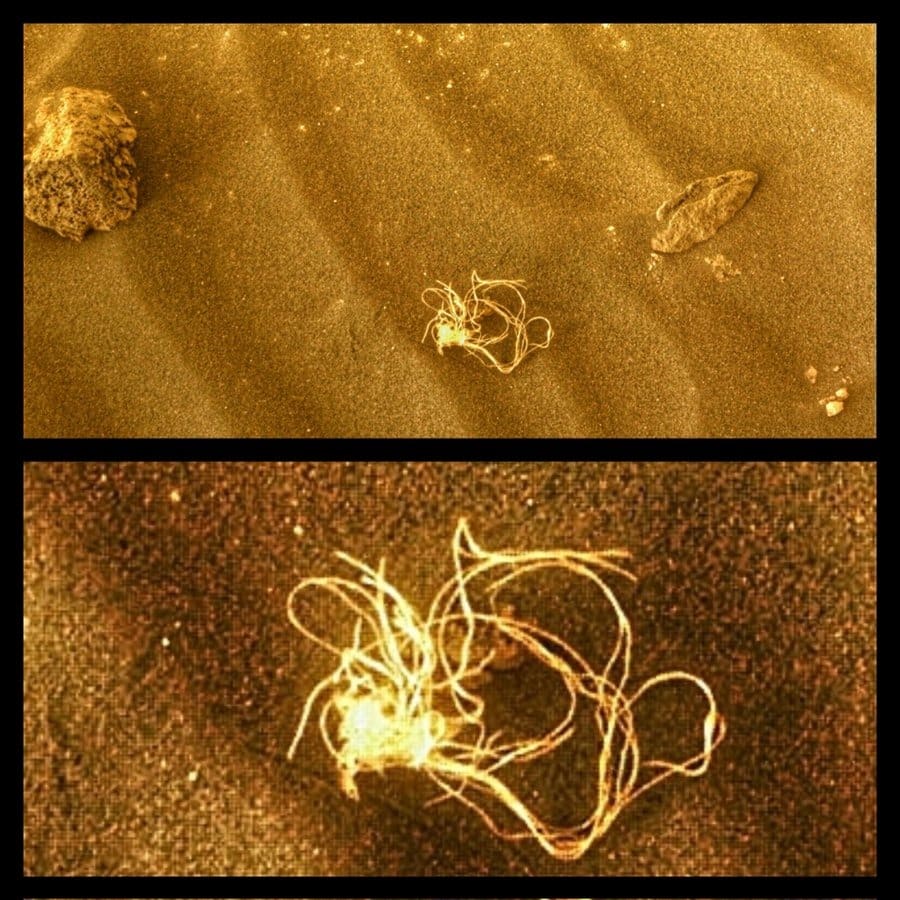 אטריות נמצאו על המאדים, בן 27 ונראה ילד • חדשות מהעולם