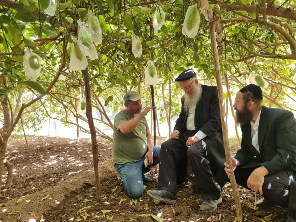 סוכות תשפ"ג: הגר"י אפרתי בפרדסי האתרוגים במרוקו