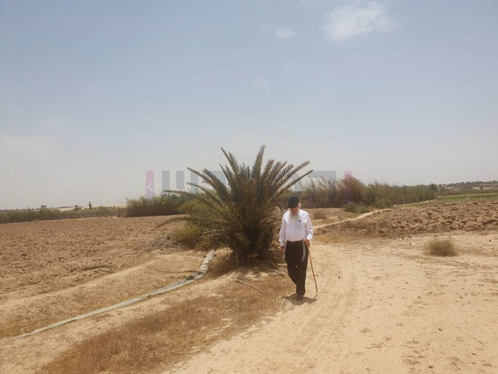 סוכות תשפ"ג: הגר"י אפרתי בפרדסי האתרוגים במרוקו