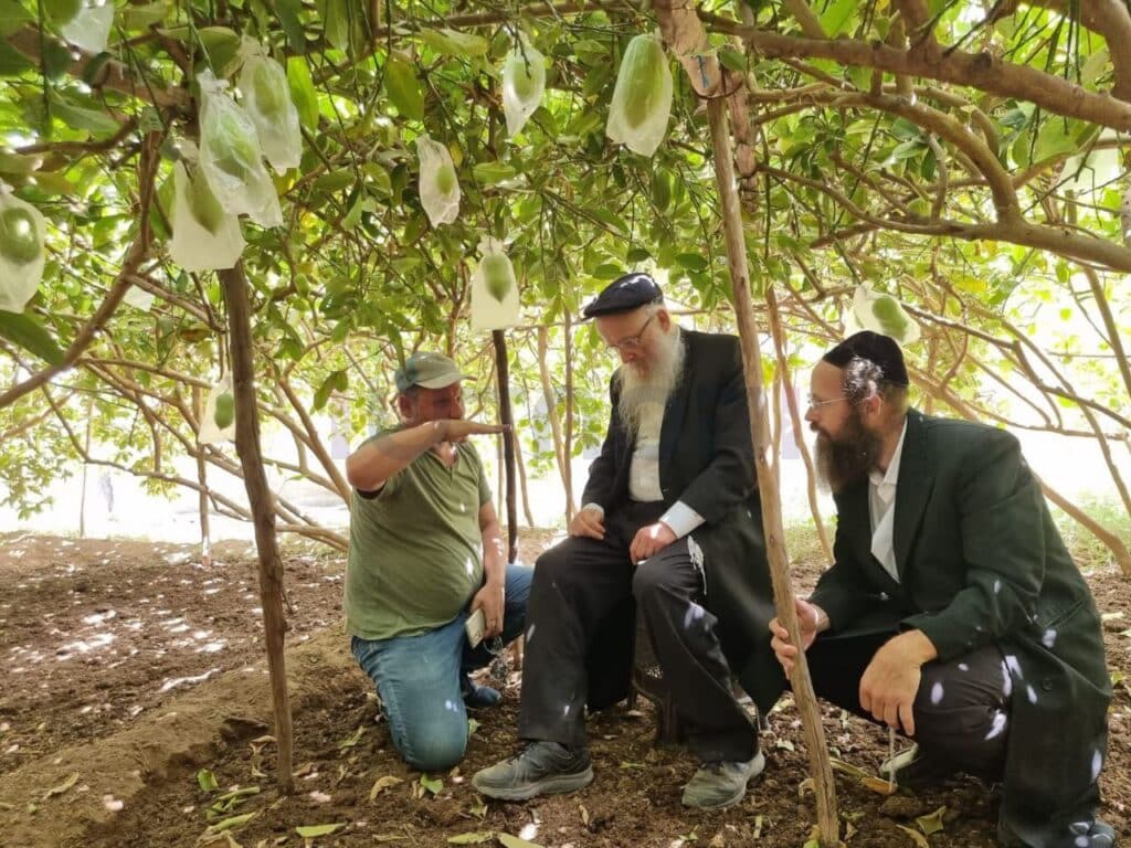 סוכות תשפ"ג: הגר"י אפרתי בפרדסי האתרוגים במרוקו