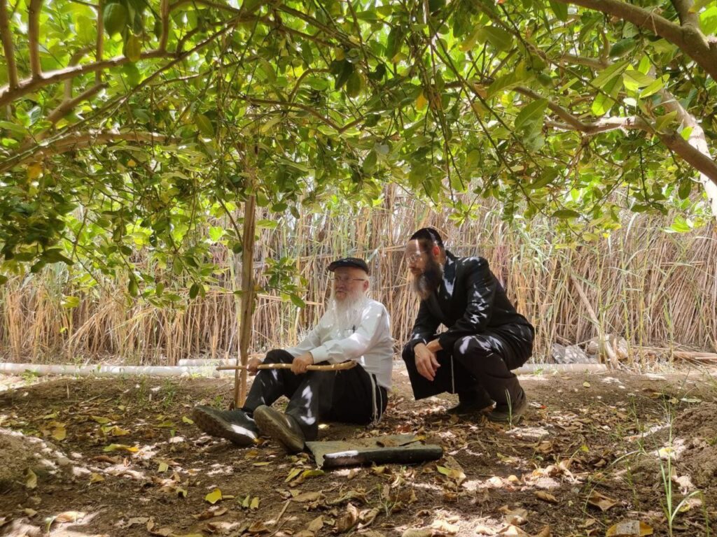 סוכות תשפ"ג: הגר"י אפרתי בפרדסי האתרוגים במרוקו