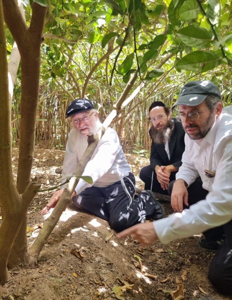 סוכות תשפ"ג: הגר"י אפרתי בפרדסי האתרוגים במרוקו