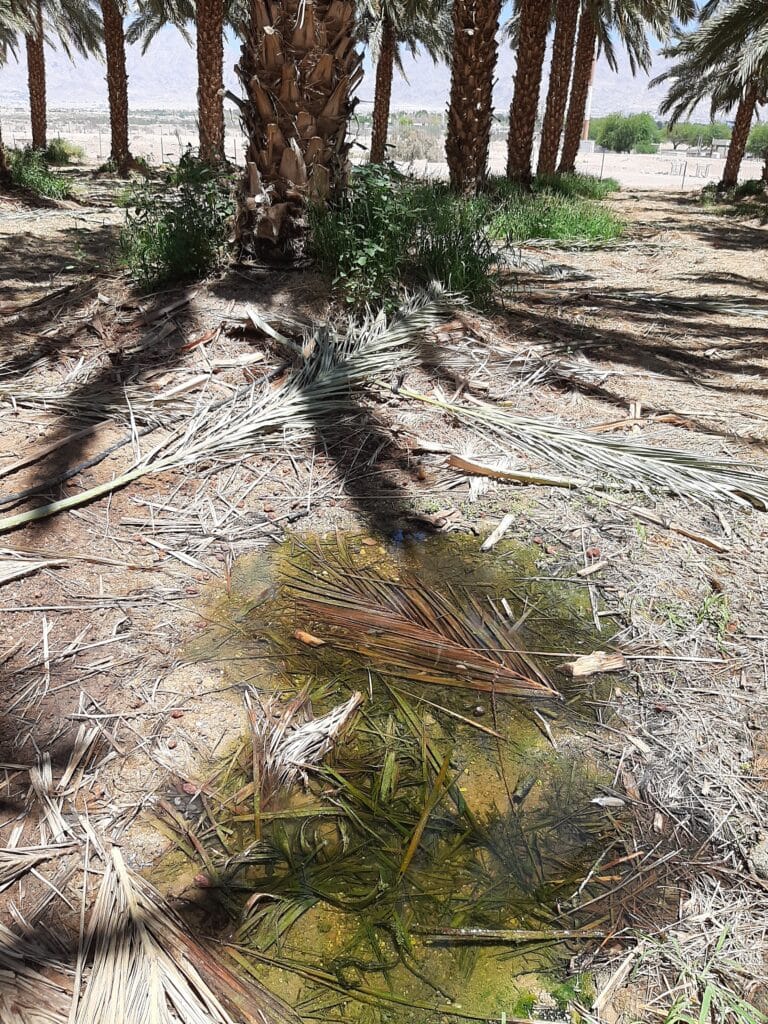 התגלו יתושים נגועים בקדחת מערב הנילוס באזור אילת התגלו יתושים נגועים בקדחת מערב הנילוס באזור אילת