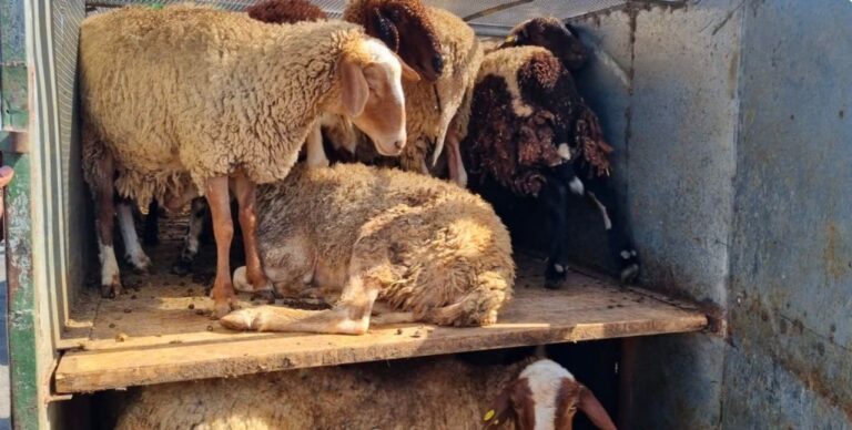 27 כבשים נתפסו בתוך נגרר