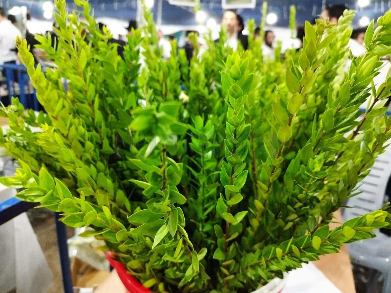 גלריה מרהיבה: אווירת החג ברחובות ירושלים