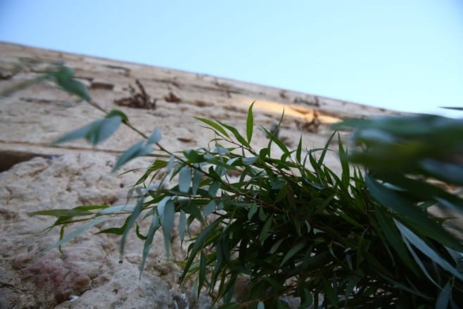 צפו: הושענא רבה בכותל המערבי