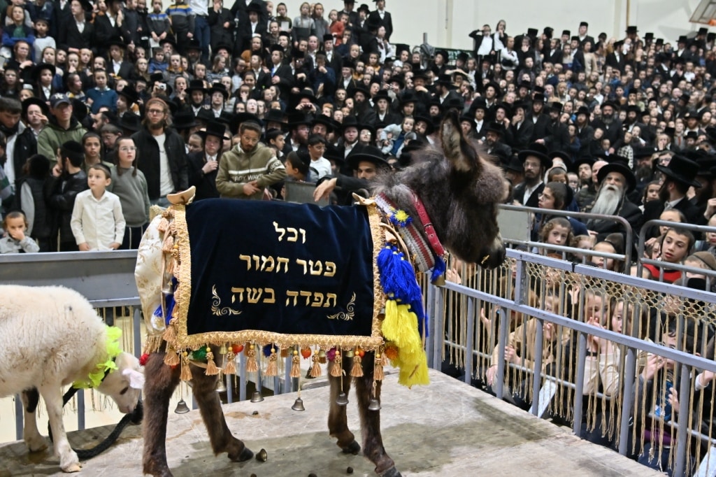 הרבי פרץ בבכי: מעמד פדיון פטר חמור במעליץ