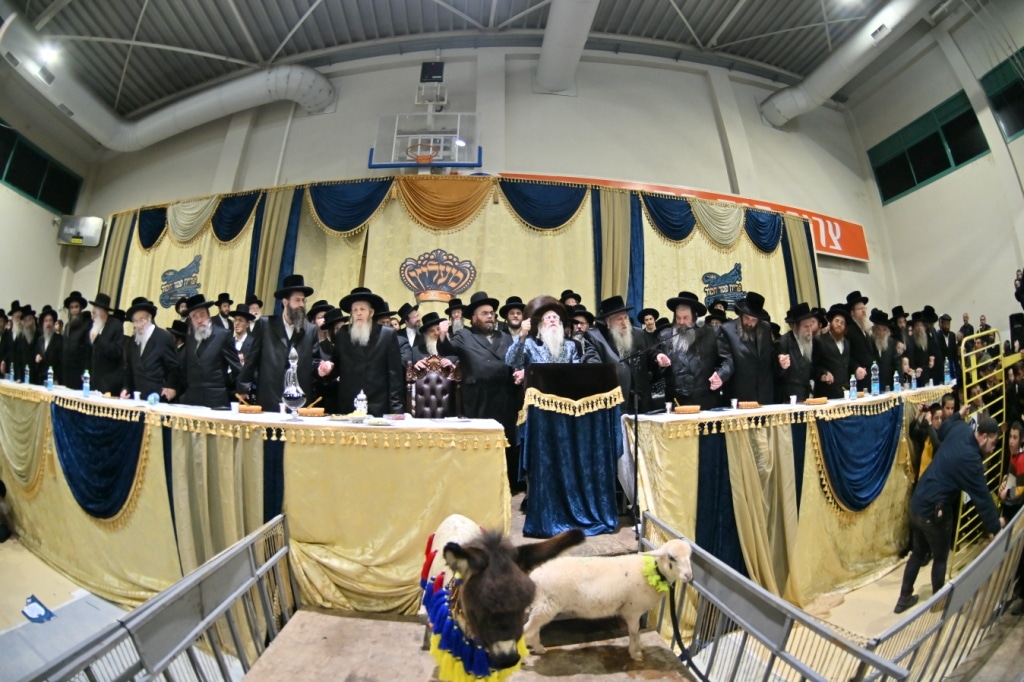 הרבי פרץ בבכי: מעמד פדיון פטר חמור במעליץ