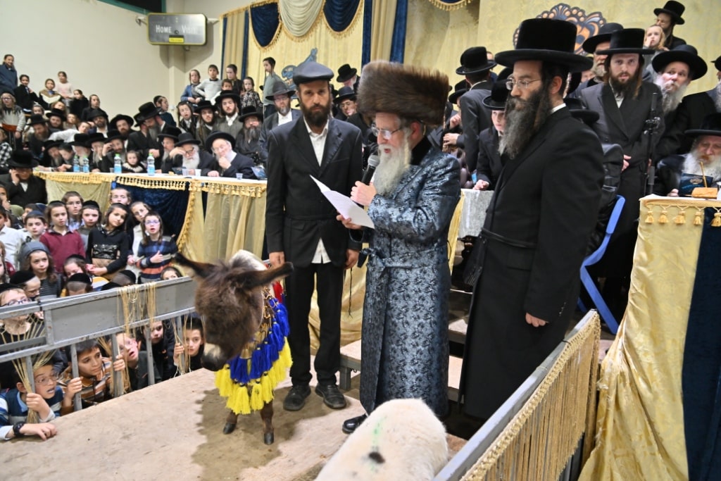 הרבי פרץ בבכי: מעמד פדיון פטר חמור במעליץ