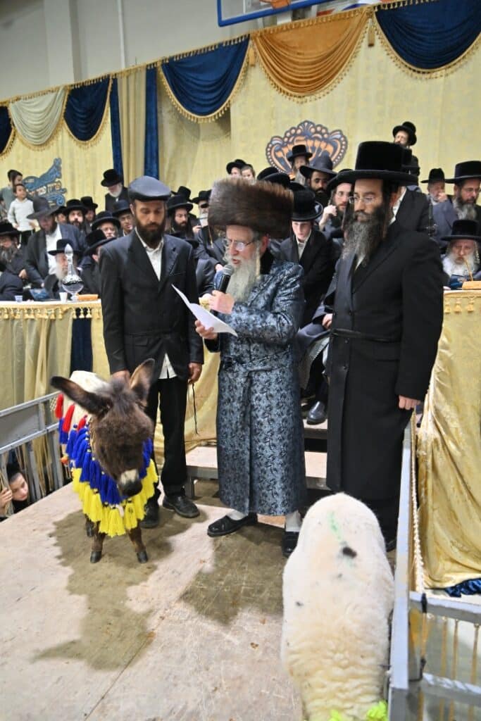 הרבי פרץ בבכי: מעמד פדיון פטר חמור במעליץ