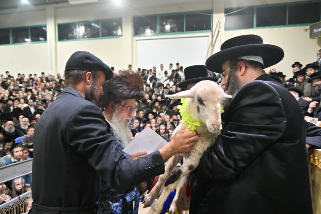 הרבי פרץ בבכי: מעמד פדיון פטר חמור במעליץ