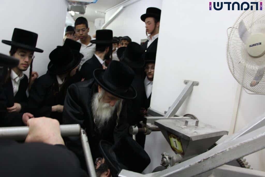 האדמו"ר יצא עם החסידים לטחינת חיטים