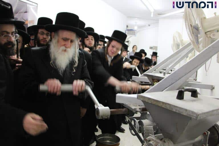 האדמו"ר יצא עם החסידים לטחינת חיטים