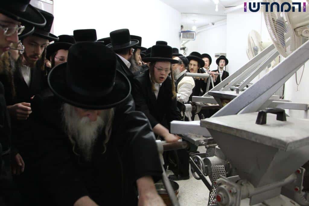 האדמו"ר יצא עם החסידים לטחינת חיטים