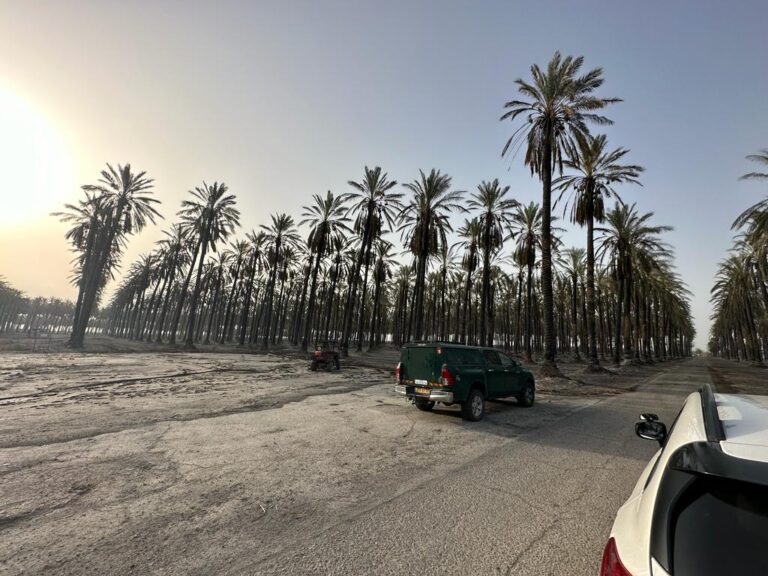 מטעי התמרים עלו באש: שריפה ליד חופי ים המלח