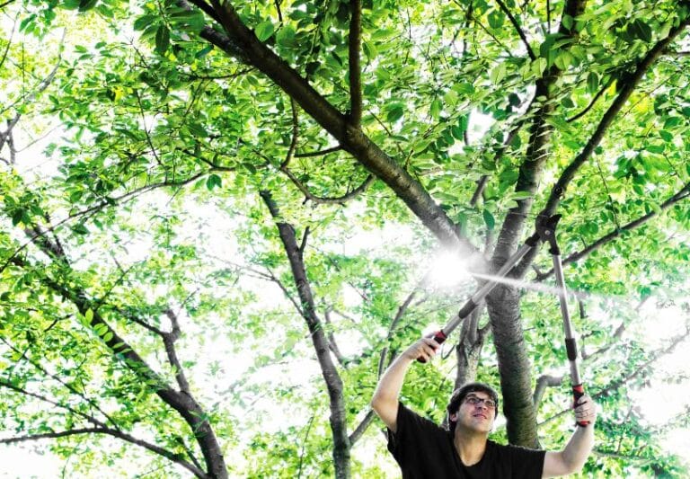 לגזום בלי להסתבך – דברים שאתם חייבים להכיר לפני גיזום של עץ