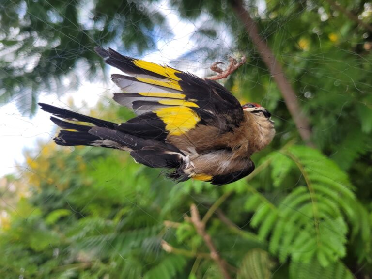 קרדיט: רשות הטבע והגנים