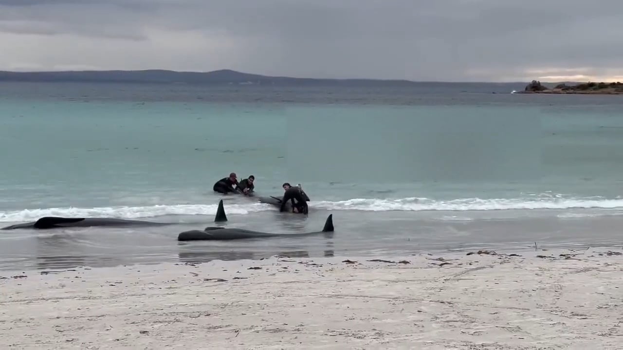 100 לווייתנים נתקעו על החוף האוסטרלי; מחצית מהם מתו