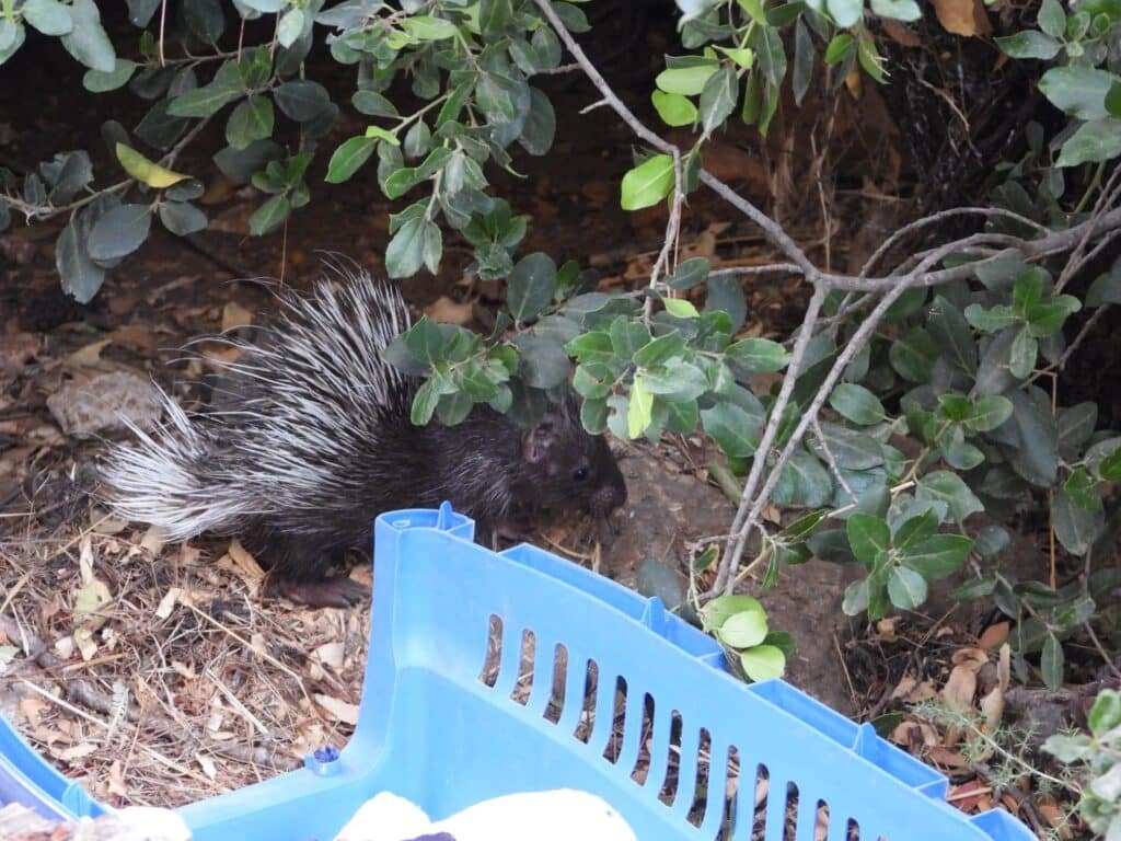הדורבנית הצעירה שנמצאה פצועה בכנסת - שוחררה לטבע
