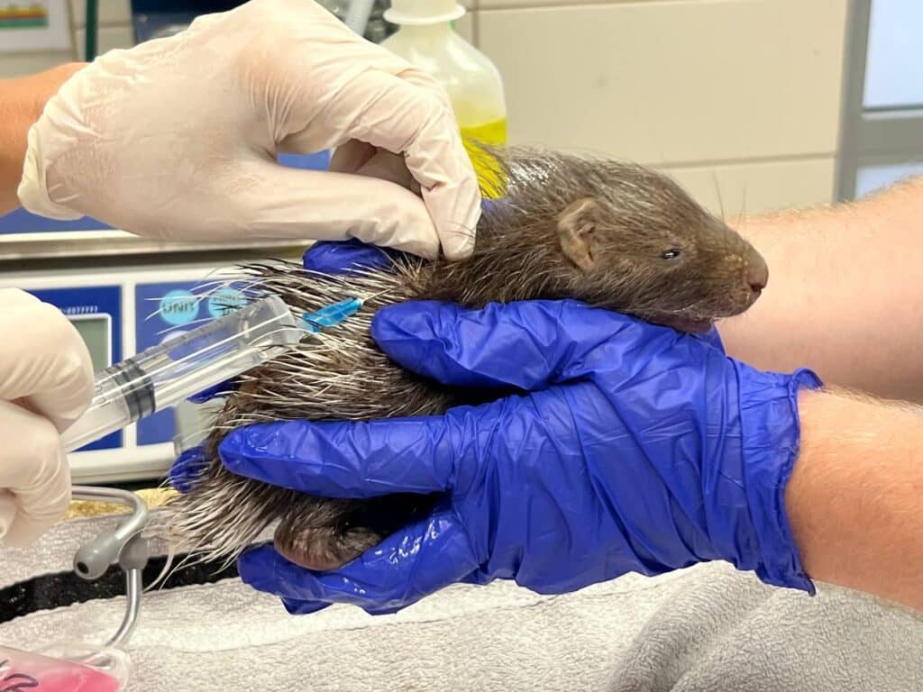 הדורבנית הצעירה שנמצאה פצועה בכנסת - שוחררה לטבע