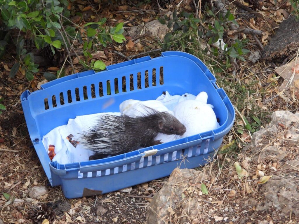 הדורבנית הצעירה שנמצאה פצועה בכנסת - שוחררה לטבע