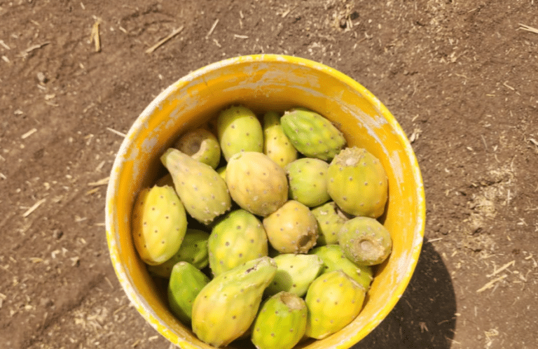לוחמי מג"ב תפסו ערבי שגנב דלי מלא בסברס