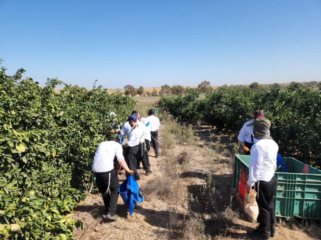בהוראת האדמו"ר: חסידי קרלין סייעו לחקלאים ביישובי הדרום בהוראת האדמו"ר: חסידי קרלין סייעו לחקלאים ביישובי הדרום