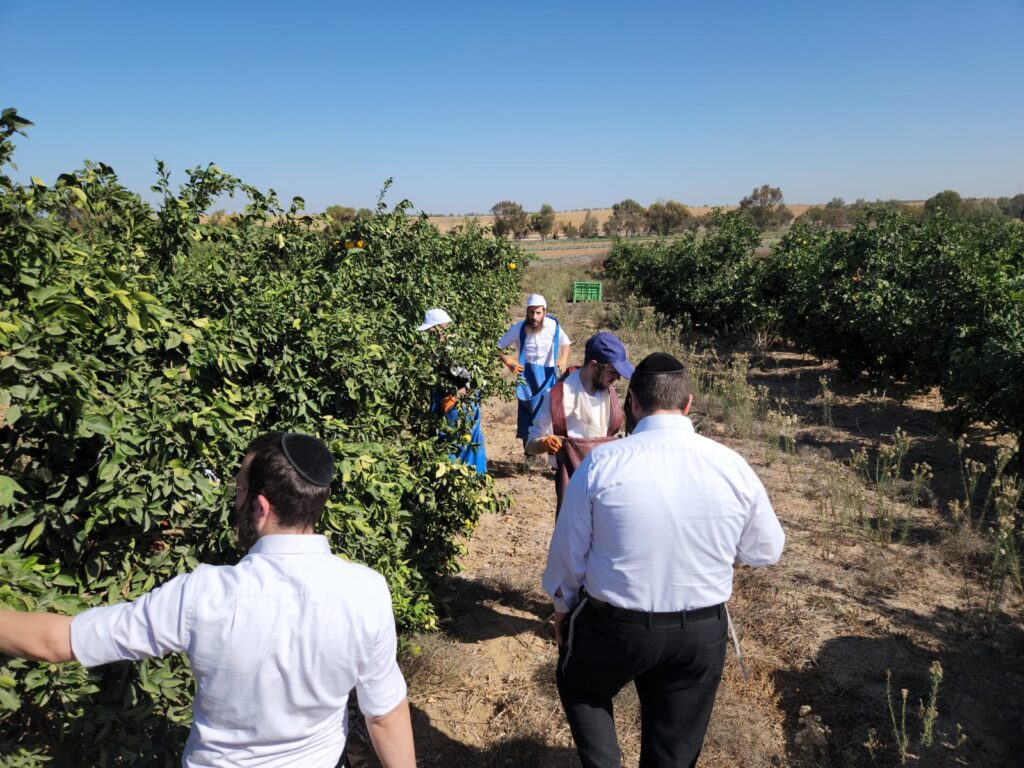 בהוראת האדמו"ר: חסידי קרלין סייעו לחקלאים ביישובי הדרום בהוראת האדמו"ר: חסידי קרלין סייעו לחקלאים ביישובי הדרום