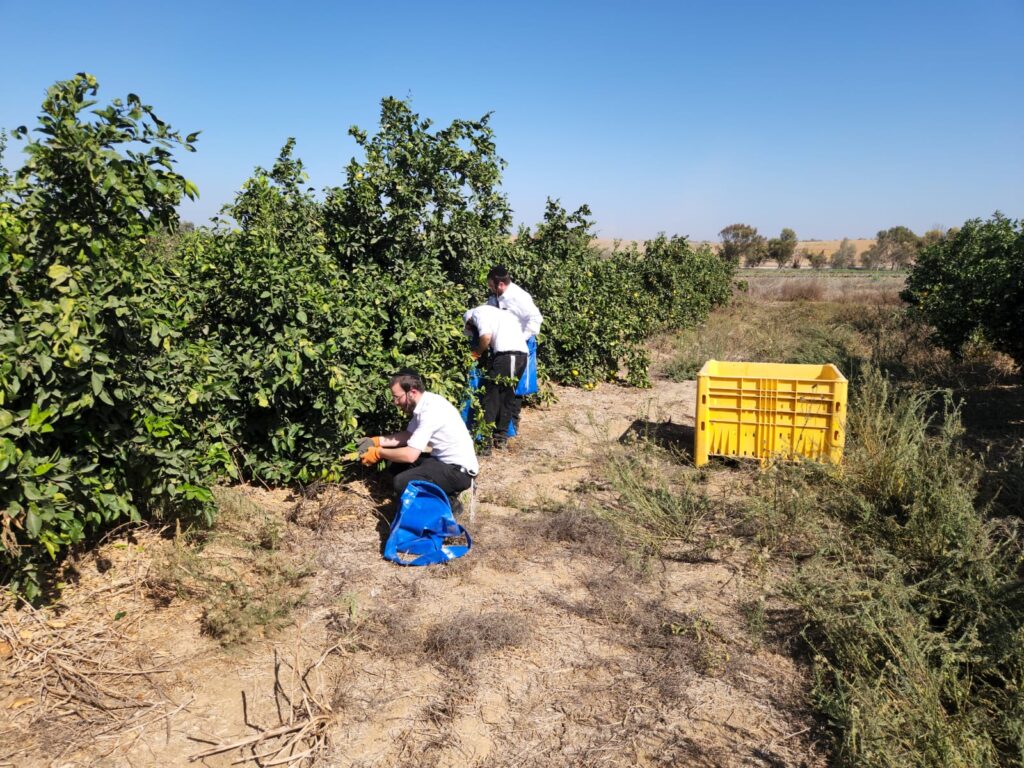 בהוראת האדמו"ר: חסידי קרלין סייעו לחקלאים ביישובי הדרום בהוראת האדמו"ר: חסידי קרלין סייעו לחקלאים ביישובי הדרום
