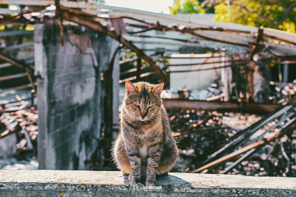 ארבעה חודשים אחרי: הצלם החב"די בתיעוד עצוב מבארי