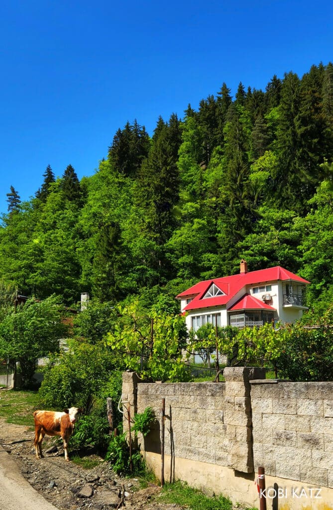 מָה רַבּוּ מַעֲשֶׂיךָ ה': הצלם המוכשר קובי כץ בתיעוד מרהיב מנופיה הקסומים של גאורגיה