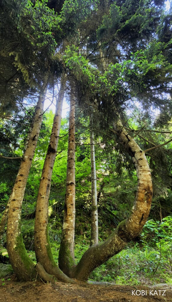 מָה רַבּוּ מַעֲשֶׂיךָ ה': הצלם המוכשר קובי כץ בתיעוד מרהיב מנופיה הקסומים של גאורגיה