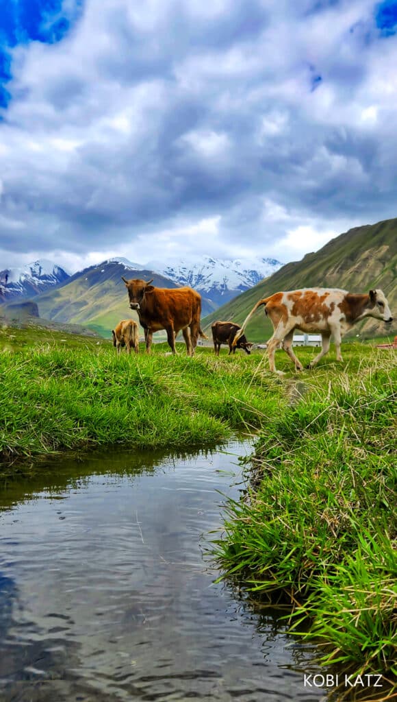 מָה רַבּוּ מַעֲשֶׂיךָ ה': הצלם המוכשר קובי כץ בתיעוד מרהיב מנופיה הקסומים של גאורגיה