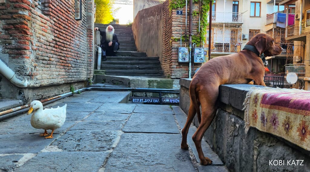 מָה רַבּוּ מַעֲשֶׂיךָ ה': הצלם המוכשר קובי כץ בתיעוד מרהיב מנופיה הקסומים של גאורגיה